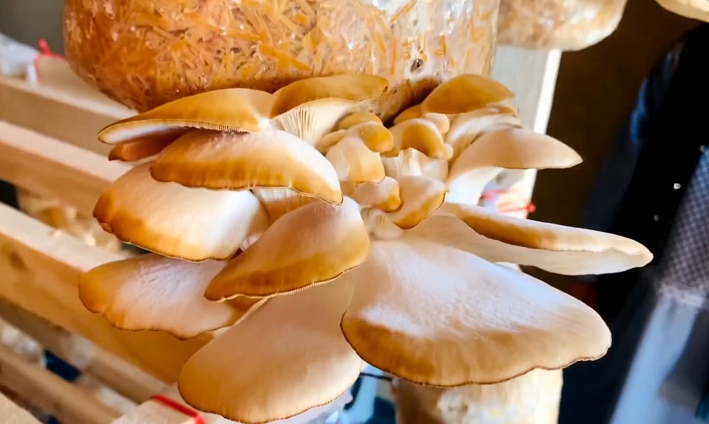 Mushroom harvest begins in Kandahar