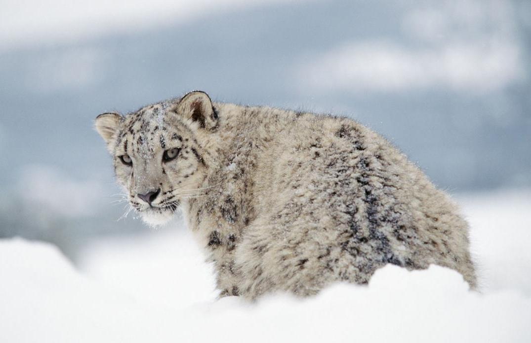 Snow Leopard Attacks on Livestock Increase in Afghanistan&rsquo;s Badakhshan
